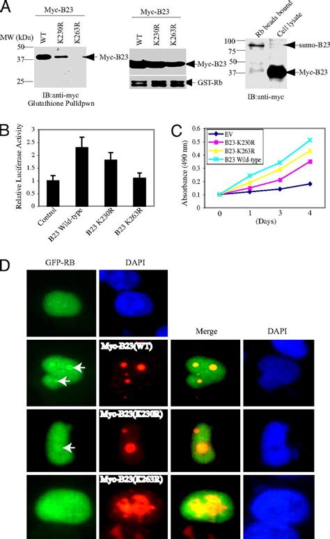 Sumoylation Of Nucleophosmin B Regulates Its Subcellular Localization