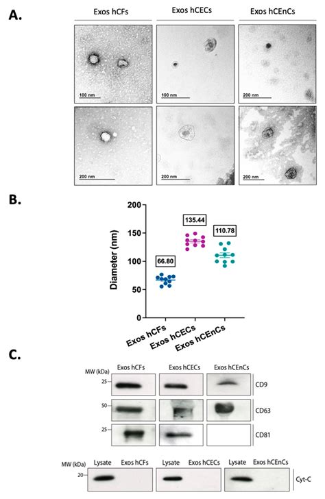 Ijms Free Full Text Impact Of Exosomes Released By Different