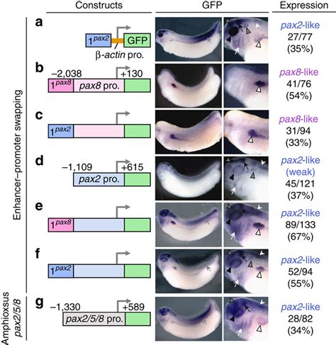 Silencer Innovation In Pax8 Is Crucial For Generating Divergence In The Download Scientific