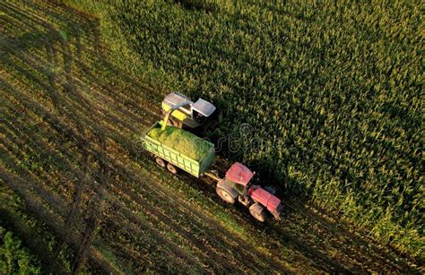 Forage Harvester On Maize Cutting For Silage In Field Harvesting