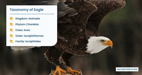 Hawks Vs Eagles: The Ultimate Comparison