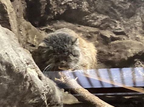 マヌルネコは上野動物園のどこにいる？名前や見どころをチェック♪