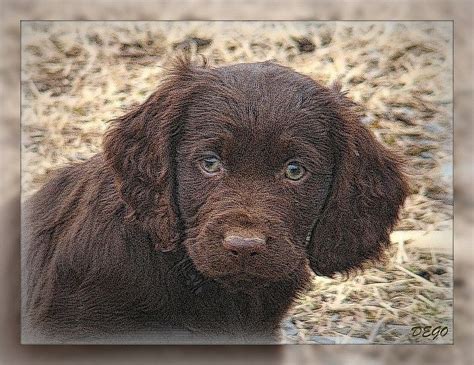 Boykin Spaniel Puppy Boykin Spaniel Boykin Spaniel Puppies Puppies