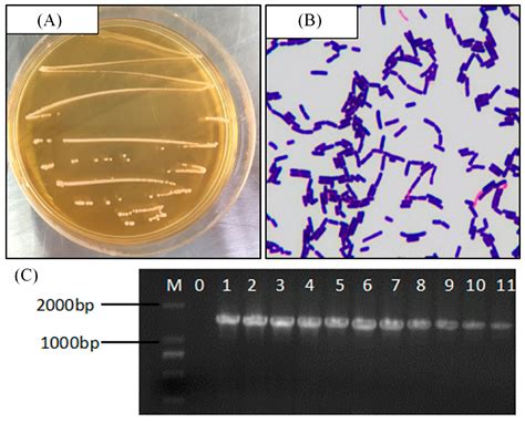 Lactobacillus Plantarum Colony Morphology