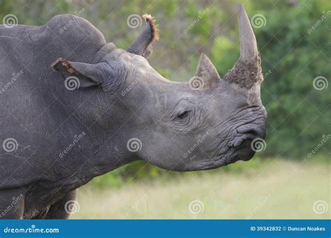 White Rhino with Horn stock photo. Image of powerful - 39342832