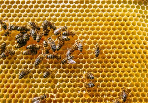 Honey Bee Colonies Are Increasing Across the States