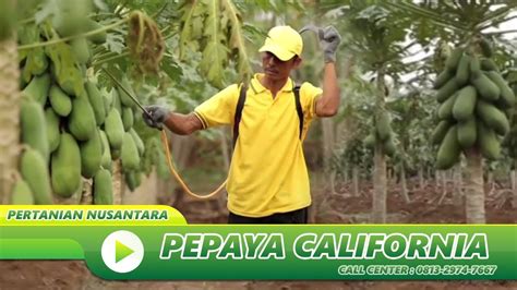 Resep Berkebun Pepaya Kalifornia Organik Youtube