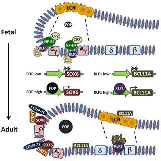 PDF Transcriptional Regulation Of Fetal To Adult Hemoglobin Switching