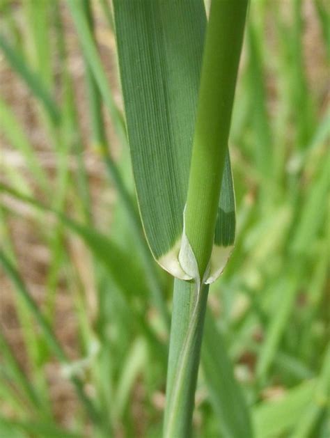 Phalaris Aquatica Profile California Invasive Plant Council