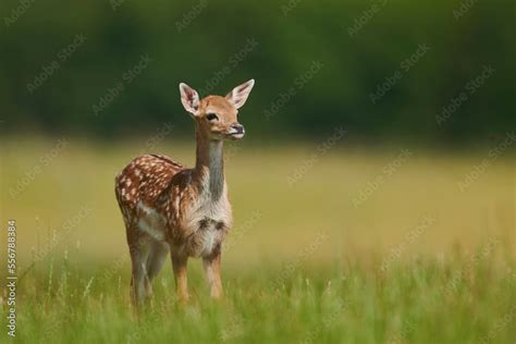 European Fallow Deer Or Common Fallow Deer Dama Dama Fawn Portrait