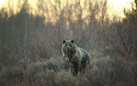 Bear gazing at the camera on an autumn day wallpaper - Animal ...