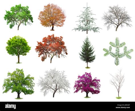 Set Of Trees Isolated On White Background Stock Photo Alamy