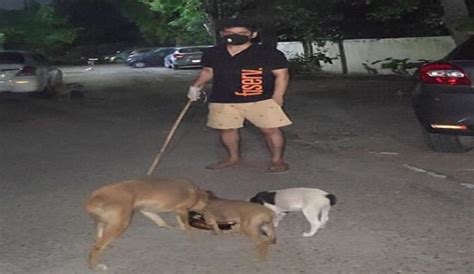 Feed Stray Dogs Ketto