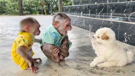 So Funny Monkey SinSin Tries To Stop Baby Monkey ZiZi From Being