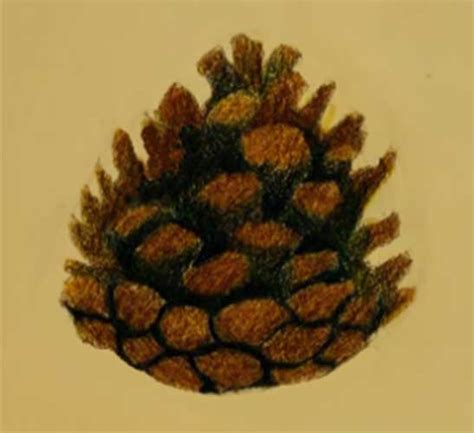 Pine Cone Drawing Easy Simple With Pencil And Realistic
