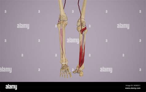 Popliteal Artery Diagram