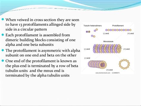 Microtubules And Microfilaments