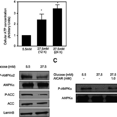 Ampk Inhibits Cyp A Gene Expression Via Inhibition Of Hnf Protein And