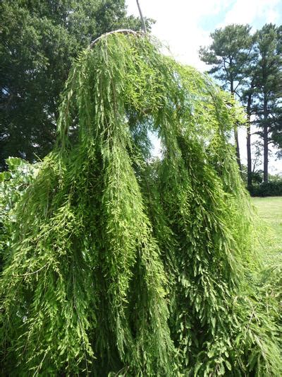 Weeping Bald Cypress Tree The Nana Lutea Dwarf Hinoki Cypress Is An