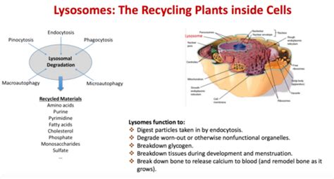 Lysosomes Function