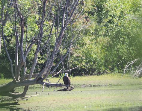 Wildlife along the Columbia River - 24hourcampfire