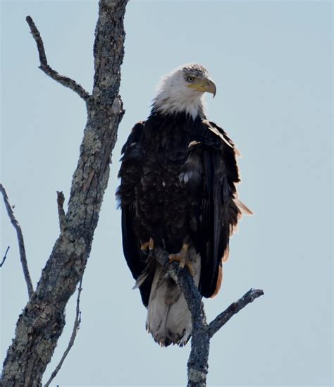 Subadult Bald Eagle This Appears To Be The Male At The New Flickr