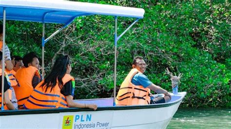 Kembangkan Hutan Mangrove Di Bali PLN Sukses Jaga Lingkungan Dan