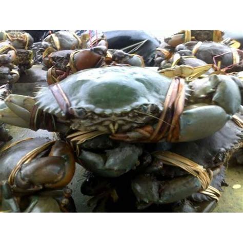 Jual Kepiting Isi 3 Per 1 Kg Shopee Indonesia