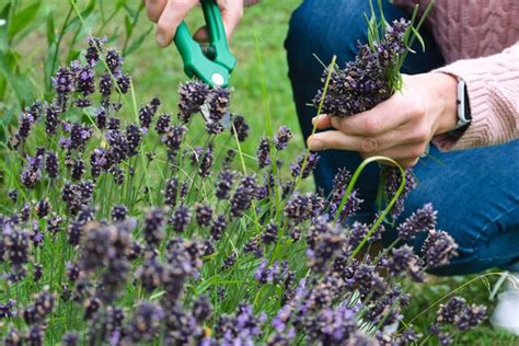 Why Is My Lavender Turning Brown Causes How To Save It