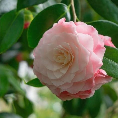 Camellia Japonica Nuccio S Pearl L Coolings Garden Centre