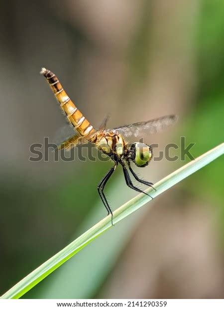 Dragonfly Flying Insect Belonging Order Odonata Stock Photo