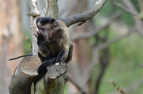 Trf Nega Recurso Do Ibama E Mant M Macaco Prego Tutora