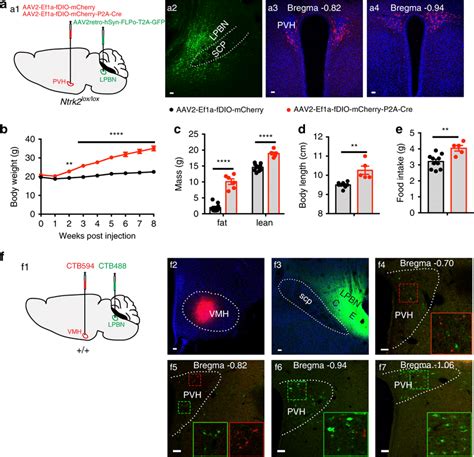 Deletion Of The Ntrk2 Gene In PVH Neurons Projecting To The LPBN Leads