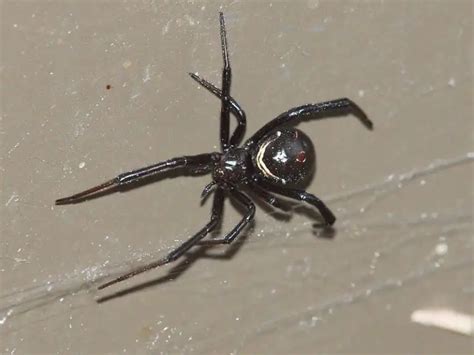 Latrodectus Hersperus - Western Black Widow - USA Spiders