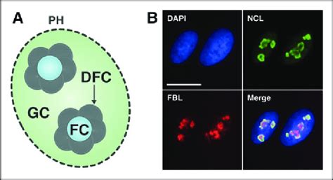 A Schematic Of The Structure Of A Typical Nucleolus And Staining Of Ncl