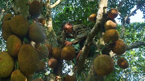 Fertilize The Banana Garden Harvest The Jackfruit And Bring It To The