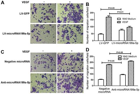 Microrna A P Inhibits Vegf Induced Tumorigenesis Through Targeting