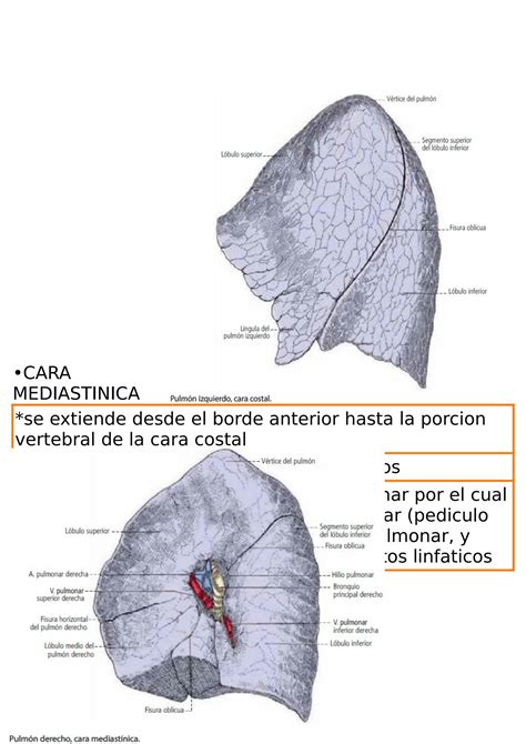 SOLUTION Pulmones Bronquios Y Pleura Studypool