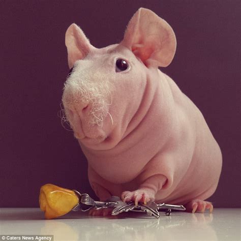 Hairless Guinea Pig Ludwik Has His Photograph Taken In Hilarious Poses