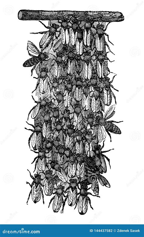 Vintage Vector Drawing Or Antique Engraving Illustration Of Swarm Of Honey Bees Or Honeybees Is