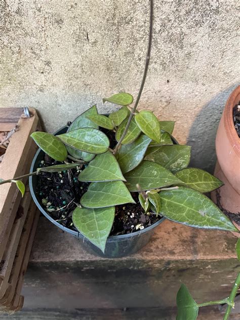 Do Any Of These Hoya Sun Stress Into Nice Colors Rhoyas