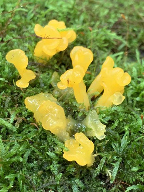 Fan Shaped Jelly Fungus From Sunset Park State College Pa Us On