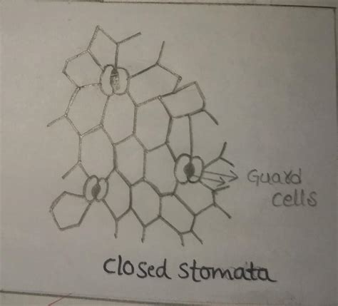 How To Prepare A Temporary Mount Of Leaf Peel To Show Stomata