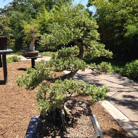 A Bonsai Tree Sitting In The Middle Of A Park