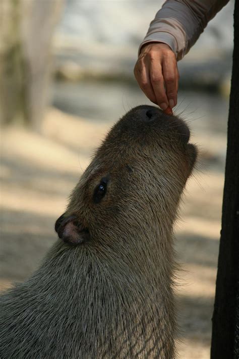 A Person with a Capybara · Free Stock Photo