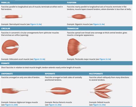 Chpt 11 Muscles Flashcards Quizlet