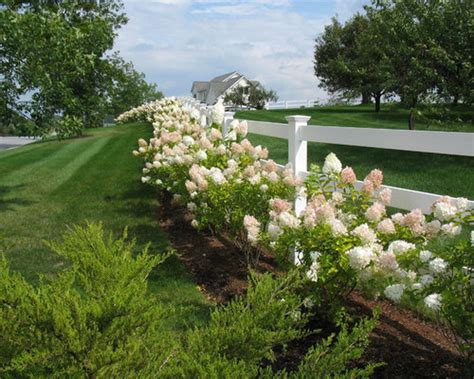 Limelight Hydrangea | Houzz