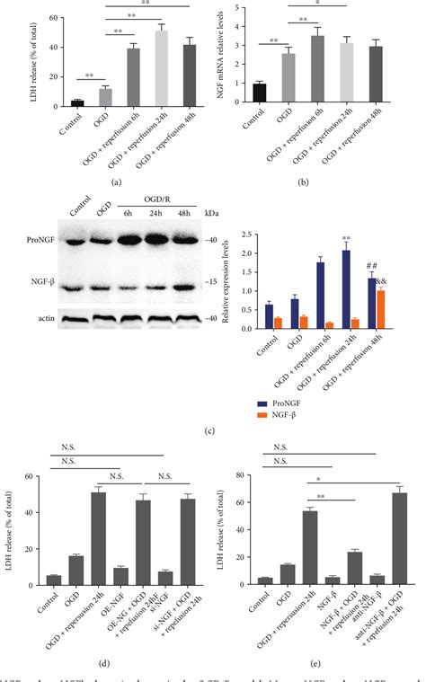 Figure From Prongf Ngf Modulates Autophagy And Apoptosis Through Pi K