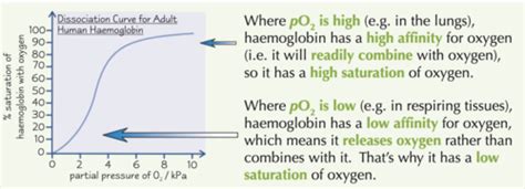 BIOLOGY Haemoglobin Flashcards Quizlet