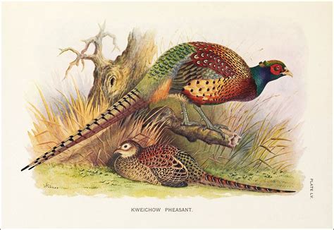 A Monograph Of The Pheasants Pheasant Art Canvas Prints